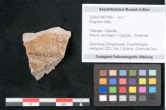 Foto (Objekt + Etikett) von Fragment indet.  (NHMW-GEO-2024-0188-7943)